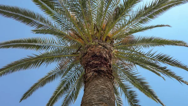 Groene zonnige palmboom onder blauwe hemel op Zwarte Zee strand — Stockfoto