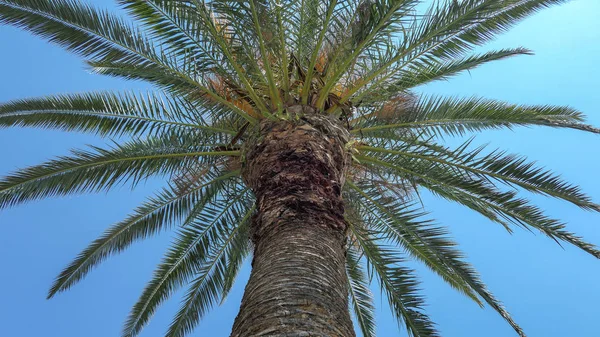 Groene zonnige palmboom onder blauwe hemel op Zwarte Zee strand — Stockfoto