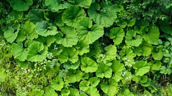 Duży zielony łopian liści i trawy oglądane z góry — Zdjęcie stockowe