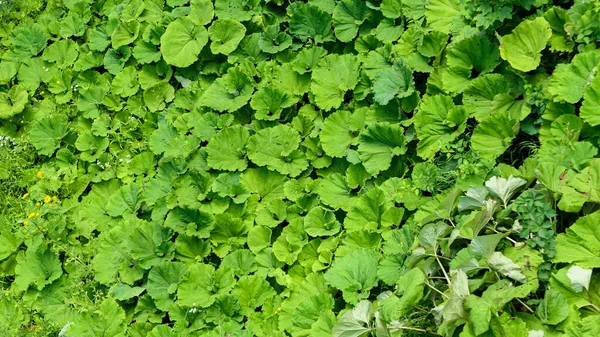 Grandes hojas de bardana verde y hierba vista desde arriba —  Fotos de Stock