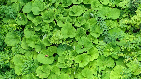 Zielone liście roślin w lecie — Zdjęcie stockowe