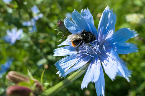 Mavi, canlı, yaz aylarında çiçek açan şişko yaban arısı.