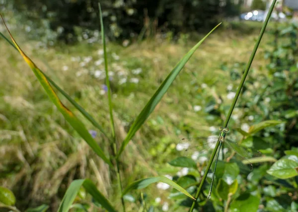 Kleine groene libelle op verse plantenbladeren — Stockfoto