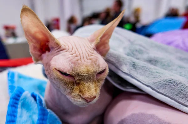 Smutný portrét sfinžské kočky — Stock fotografie