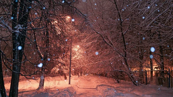 Winter schneebedeckte freundlichen Garten in der Nacht — Stockfoto