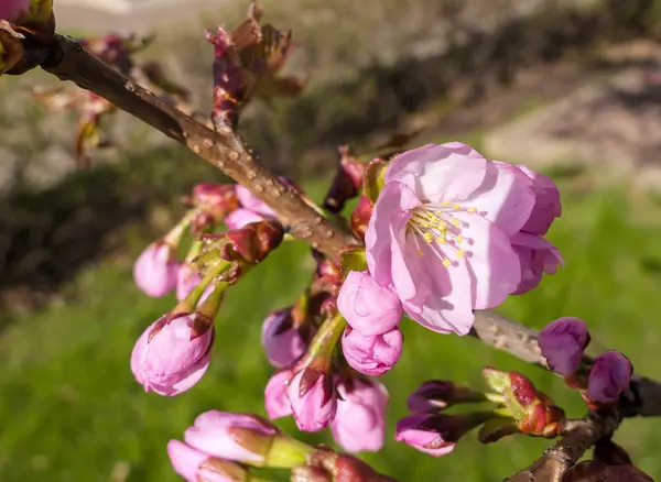 Cerisier sakura fleur fermer i — Photo