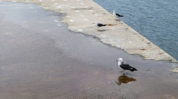 Pássaros brancos de gaivota preta no cais molhado — Fotografia de Stock