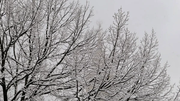 Kazanan çıplak ağaç dalları olan ünlü Rus üniversitesi