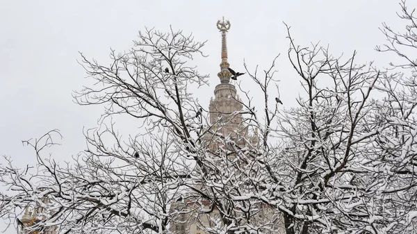 Kazanan çıplak ağaç dalları olan ünlü Rus üniversitesi