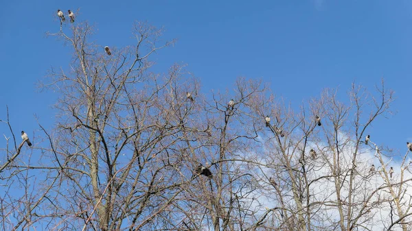 青い空の下で裸の木の枝にカラスの群れ — ストック写真