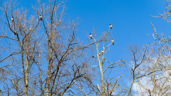Krucze stado ptaków na nagich gałęziach drzew pod błękitnym pochmurnym niebem — Zdjęcie stockowe