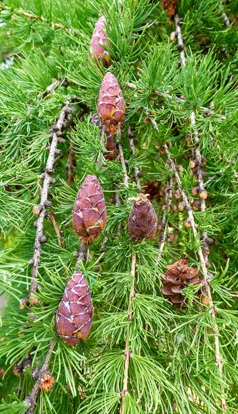 Bei coni tra aghi verdi di ramo d'albero sempreverde — Foto Stock