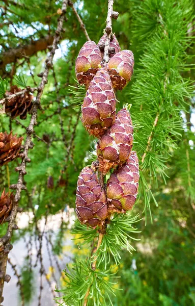 Nice cones among green needles of evergreen tree branch — Stock Photo, Image