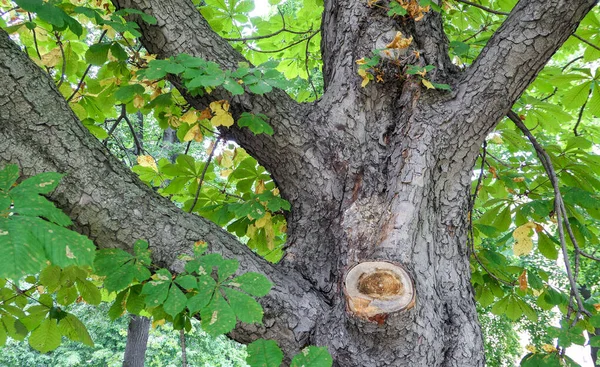 Kasztanowiec rozgałęziony z zielonymi liśćmi park — Zdjęcie stockowe