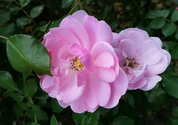 Flores rosadas tiernas entre hojas verdes — Foto de Stock