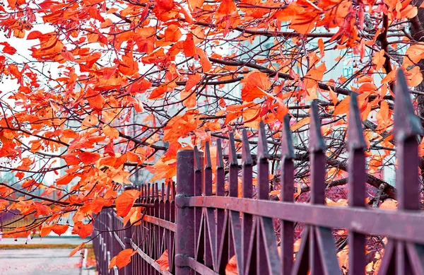 Herfst park op de campus van de beroemde Russische universiteit met rode oran — Stockfoto