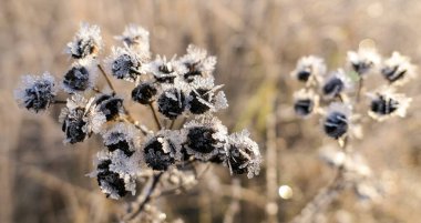 Uzun gölgeleri ve ışıldayan buzlu ağaçları olan donmuş bir yer. 