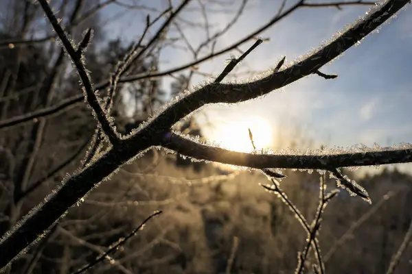 Paisaje congelado con largas sombras y brillantes árboles helados en — Foto de Stock