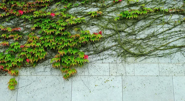 Edificio de pared en Salzburgo cubierto de hojas verdes de reptil pl —  Fotos de Stock