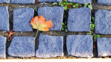 Kırmızımsı sarı sonbahar yaprakları M 'deki kare yayan yolda.