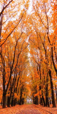 Kampüsteki altın akçaağaç sokağının geniş açılı manzarası 