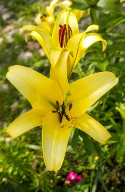 Yazın ortodoks kilisesi bahçesinde sarı zambak