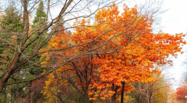 Sonbaharda kırmızı portakal ağacının canlı manzarası