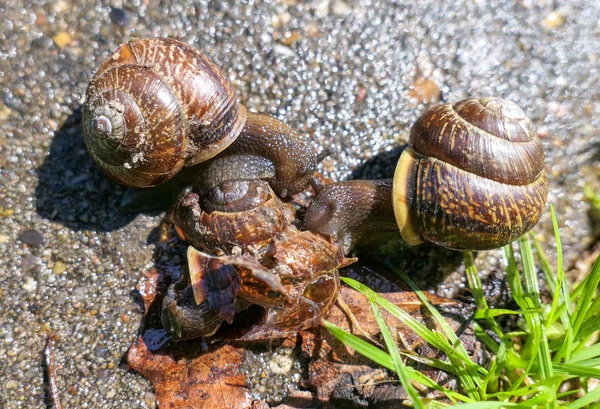 Δύο σαλιγκάρια τρώνε το πτώμα του τρίτου σε υγρή άσφαλτο. — Φωτογραφία Αρχείου