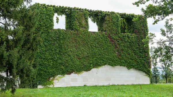 Pared de piedra abandonada con plantas verdes —  Fotos de Stock