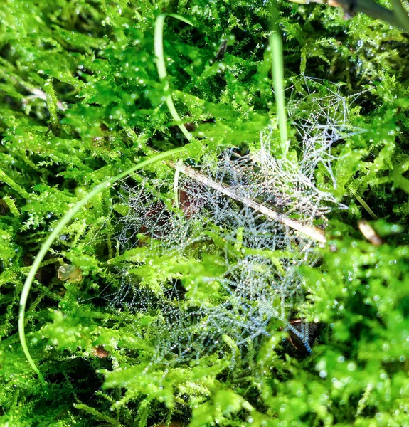Pajęcza pajęczyna ozdobiona kroplami wody na wierzchu greemowego mchu — Zdjęcie stockowe