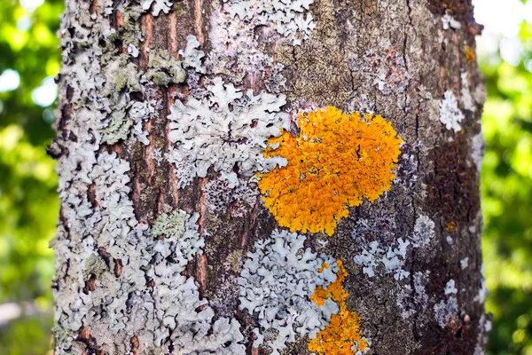 Kolorowy mech na drzewnej krze w parku — Zdjęcie stockowe