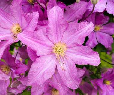 Pembe bahçe çiçekleri ve yağmur damlaları 