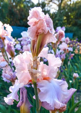 Yeşil çimenlikteki beyaz güneşli iris çiçekleri botanik ga 'da kapanıyor.