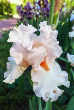 Yeşil çimenlikteki beyaz güneşli iris çiçekleri botanik ga 'da kapanıyor.