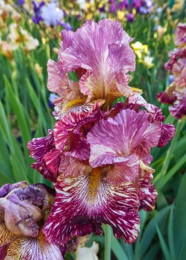 Mavi pembe süsen çiçekleri yeşil botanik bahçesinde kapanıyor.