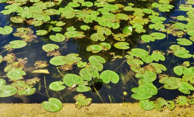 Su yüzeyinde yeşil su zambağı tarlası 