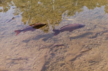 Sıcak yaz göletinde yüzen ekilmiş yayın balığı