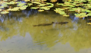 Sıcak yaz göletinde yüzen ekilmiş yayın balığı
