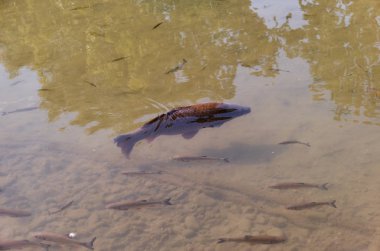 Sıcak yaz göletinde yüzen ekilmiş yayın balığı