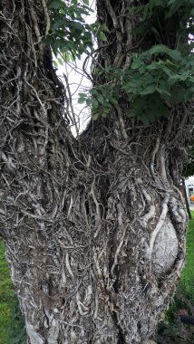 Sonbaharda Salzburg 'da kökleri kurumuş bir ağaç.