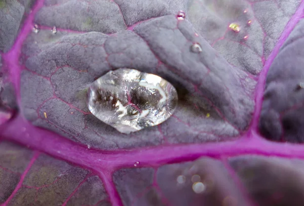 Gotas de chuva na superfície de grama de jardim decorativo rosa — Fotografia de Stock