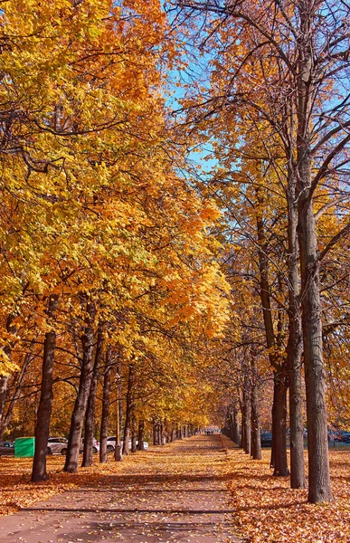 Prachtige steeg van gouden esdoorn bomen — Stockfoto