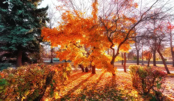 Prachtige zonsondergang steeg van gouden esdoorn bomen — Stockfoto