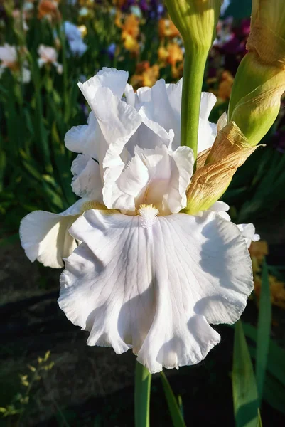 Flores de iris soleadas blancas en hierba verde de cerca en ga botánica — Foto de Stock