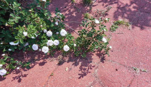 Las rosas se cierran en el jardín botánico en verano Moscú —  Fotos de Stock