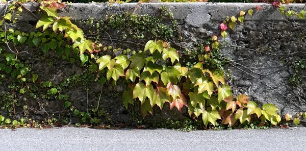 Antiguo muro de la casa en Salzburgo cubierto de hojas verdes de reptil p —  Fotos de Stock