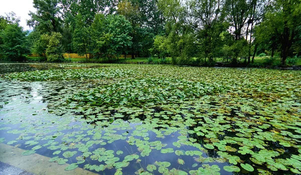 Green water lily field on surface of water — Stock Photo, Image