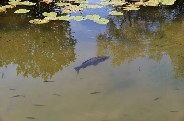Вирощена собака плаває в теплому літньому ставку — стокове фото