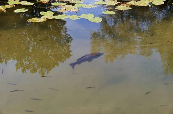 Peixe-gato cultivado flutuando em lagoa quente de verão — Fotografia de Stock