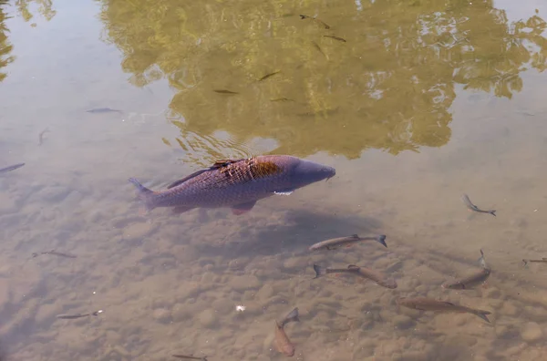 Peixe-gato cultivado flutuando em lagoa quente de verão — Fotografia de Stock